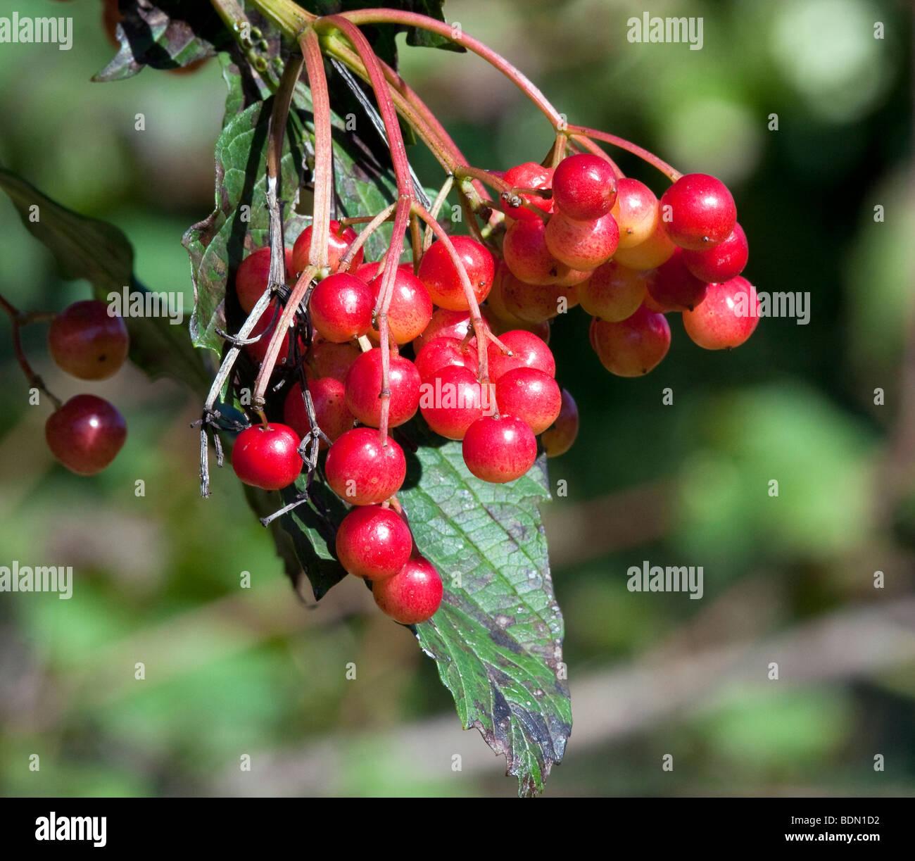 Viburnum Trilobum Wentworth - View 13 from www redcrocus com