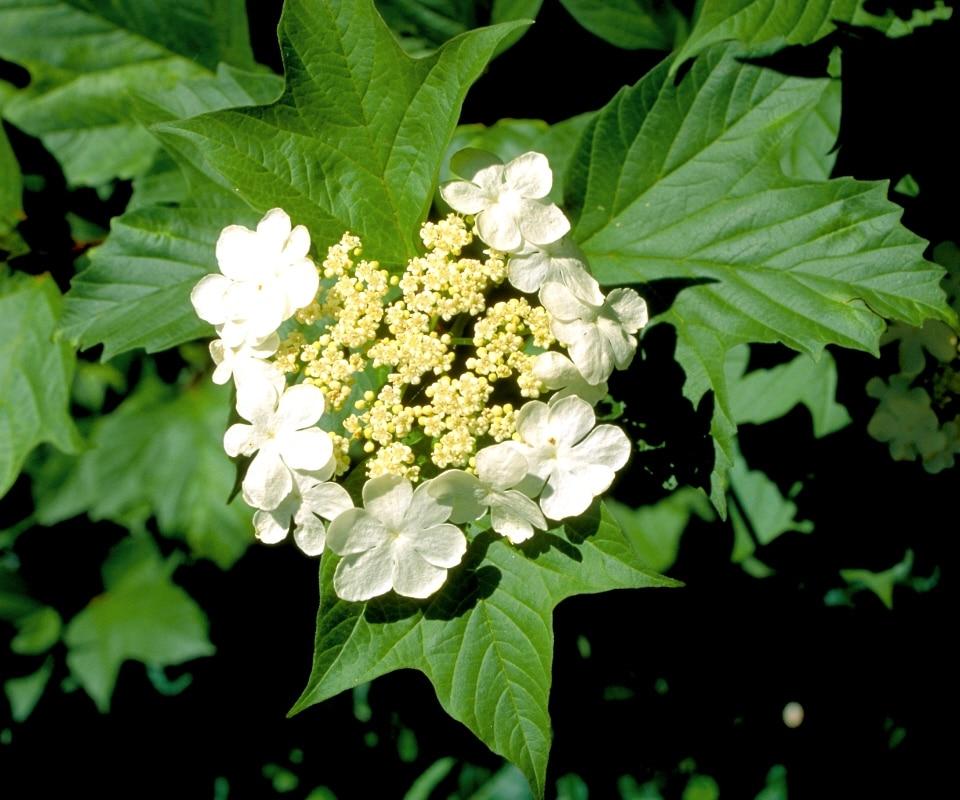 Viburnum Trilobum Wentworth - View 14 from www redcrocus com
