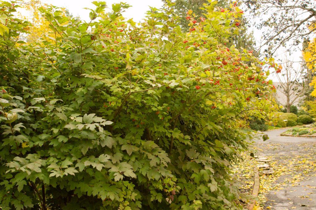 Viburnum Trilobum Wentworth - View 15 from www redcrocus com
