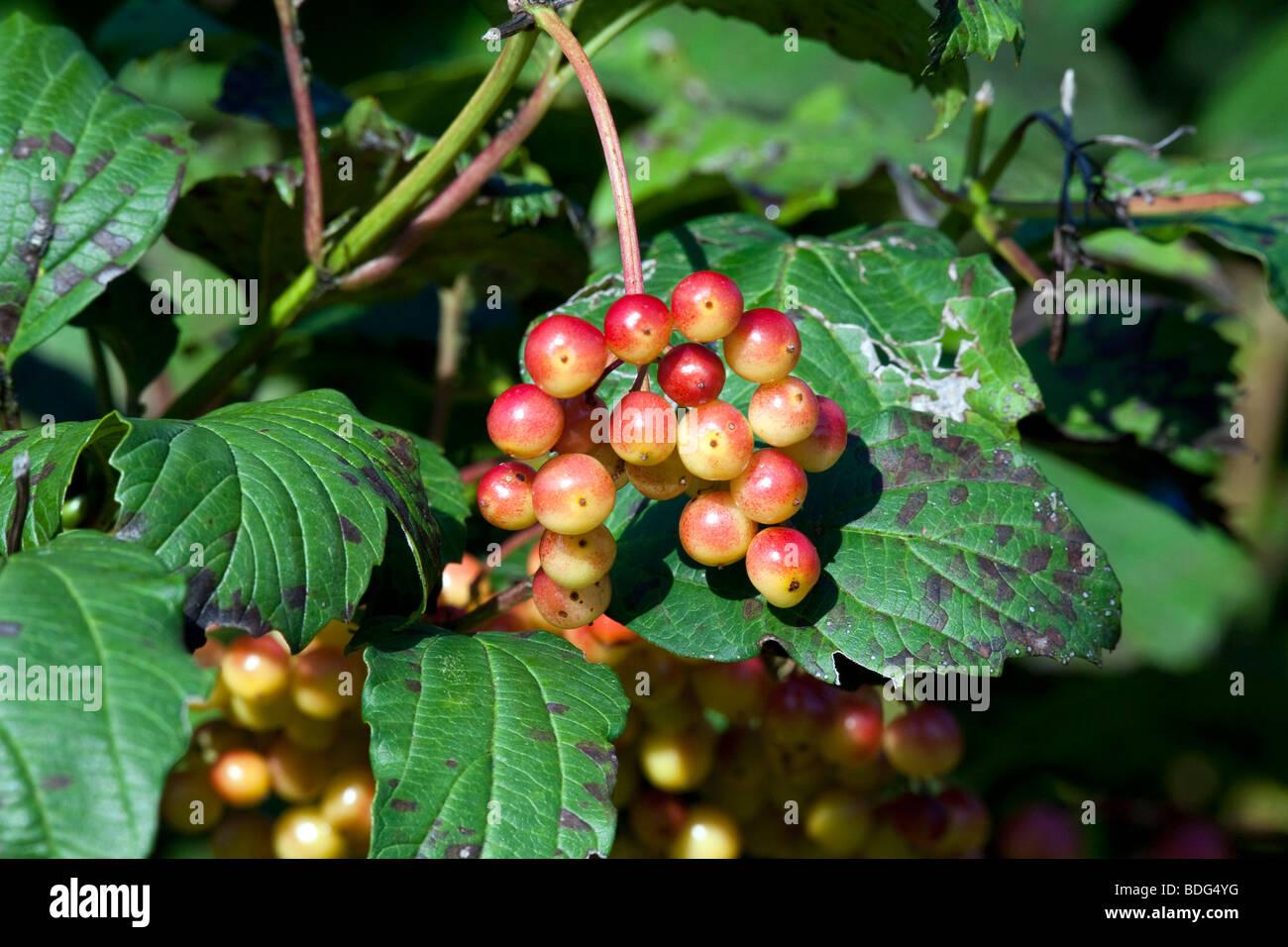 Viburnum Trilobum Wentworth - View 16 from www redcrocus com