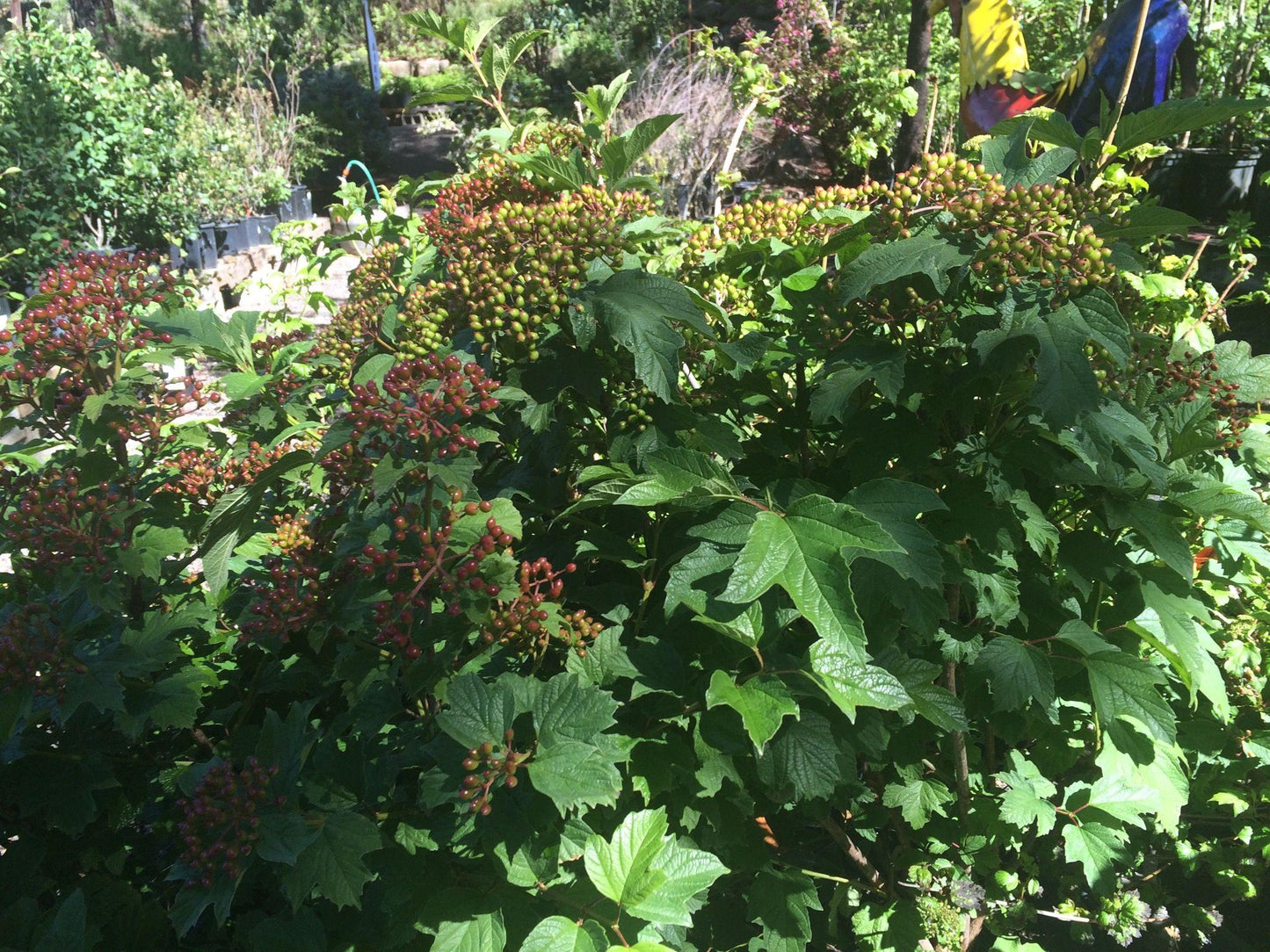 Viburnum Trilobum Wentworth - View 17 from www redcrocus com