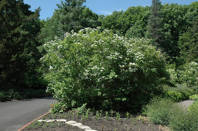 Viburnum Trilobum Wentworth - View 3 from www redcrocus com