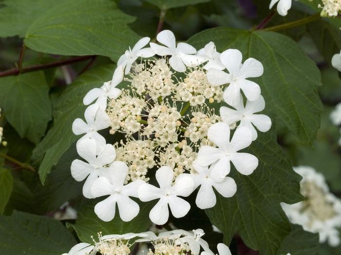 Viburnum Trilobum Wentworth - View 4 from www redcrocus com