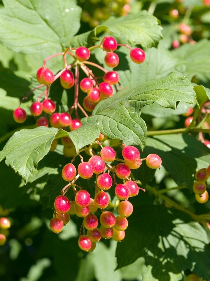 Viburnum Trilobum Wentworth - View 5 from www redcrocus com