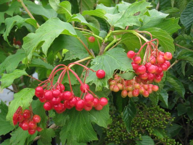 Viburnum Trilobum Wentworth - View 6 from www redcrocus com