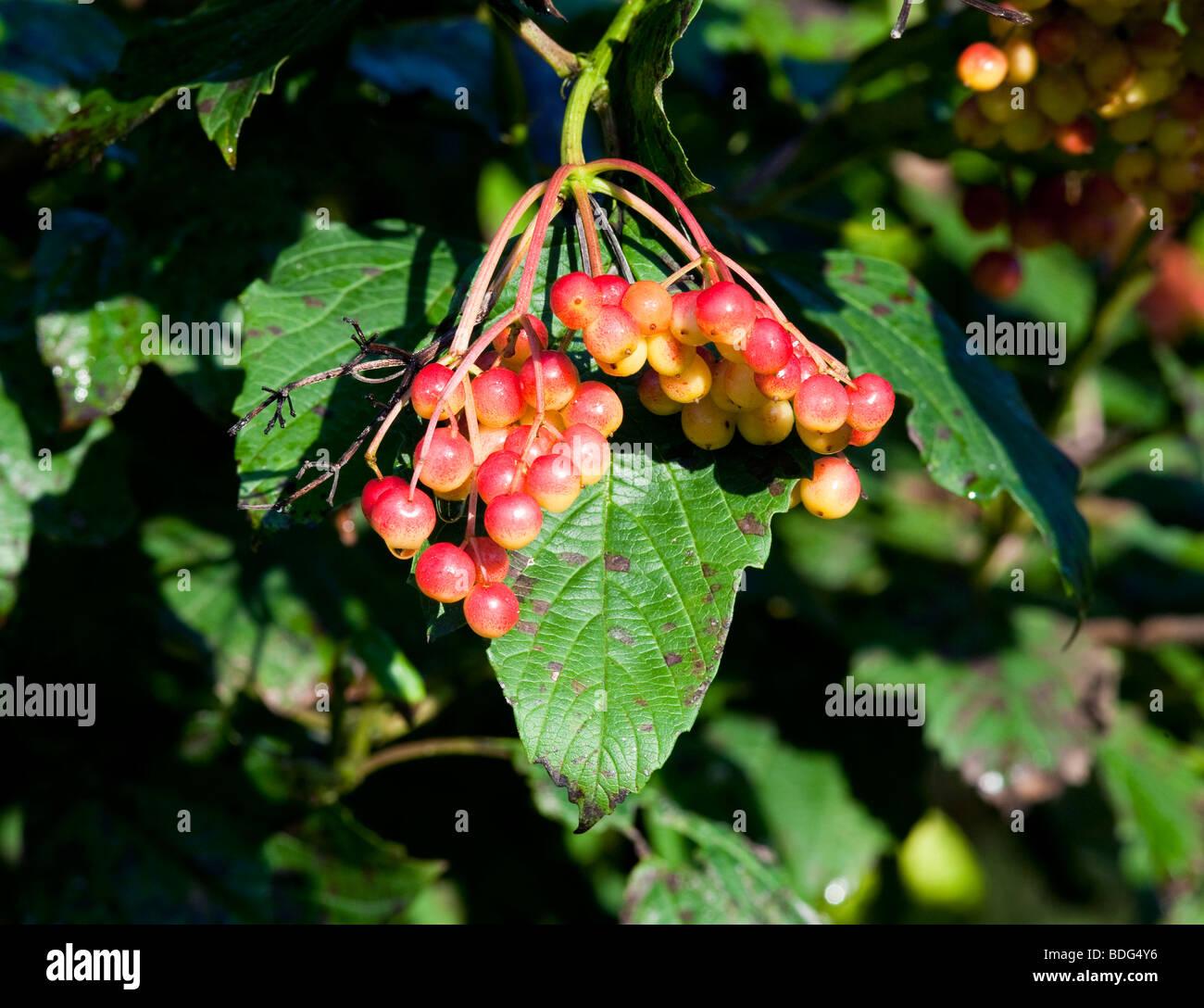 Viburnum Trilobum Wentworth - View 7 from www redcrocus com