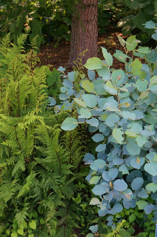 Fothergilla Gardenii Blue Shadow - View 10 from www redcrocus com