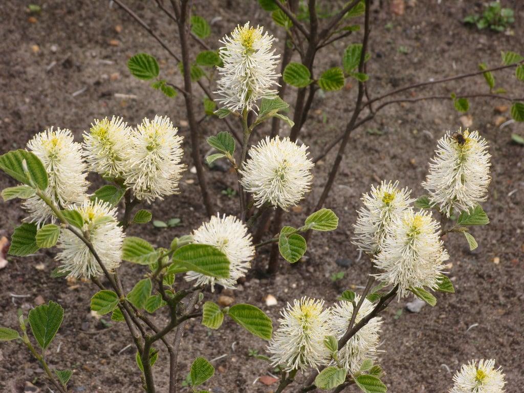 Fothergilla Gardenii Blue Shadow - View 11 from www redcrocus com