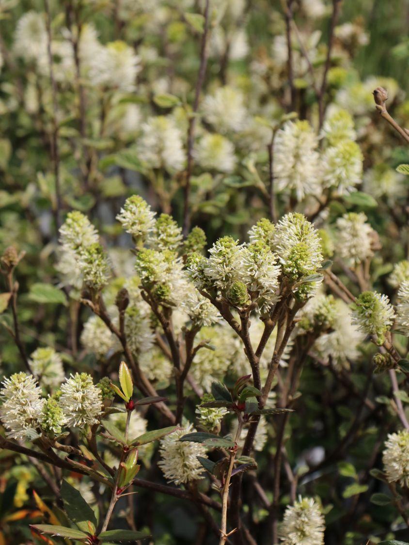 Fothergilla Gardenii Blue Shadow - View 12 from www redcrocus com