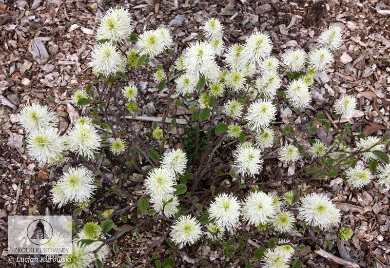 Fothergilla Gardenii Blue Shadow - View 13 from www redcrocus com