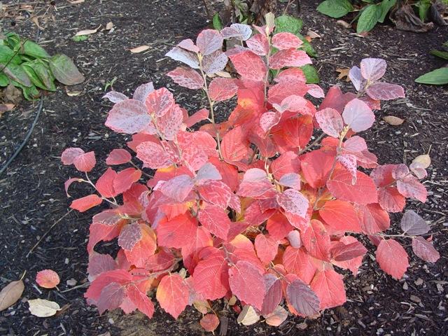 Fothergilla Gardenii Blue Shadow - View 14 from www redcrocus com