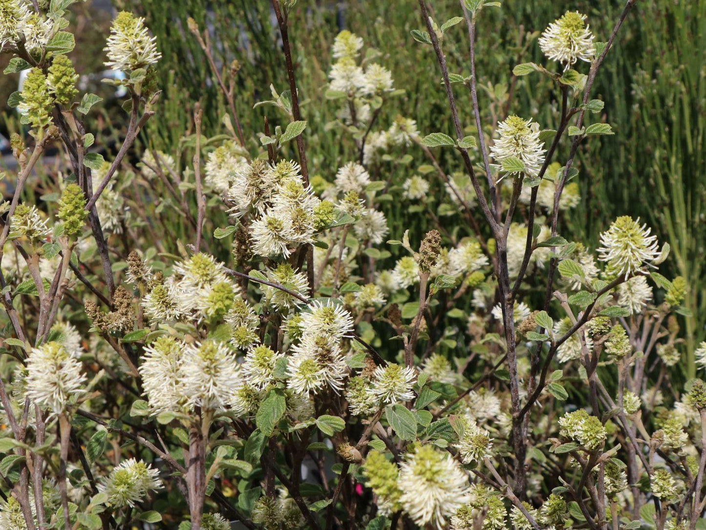 Fothergilla Gardenii Blue Shadow - View 15 from www redcrocus com