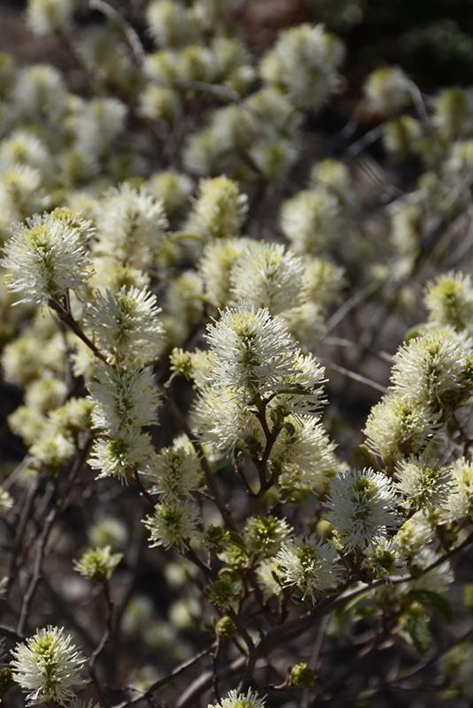 Fothergilla Gardenii Blue Shadow - View 16 from www redcrocus com
