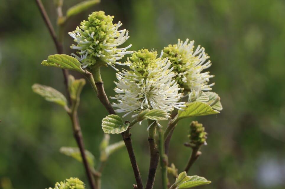 Fothergilla Gardenii Blue Shadow - View 17 from www redcrocus com