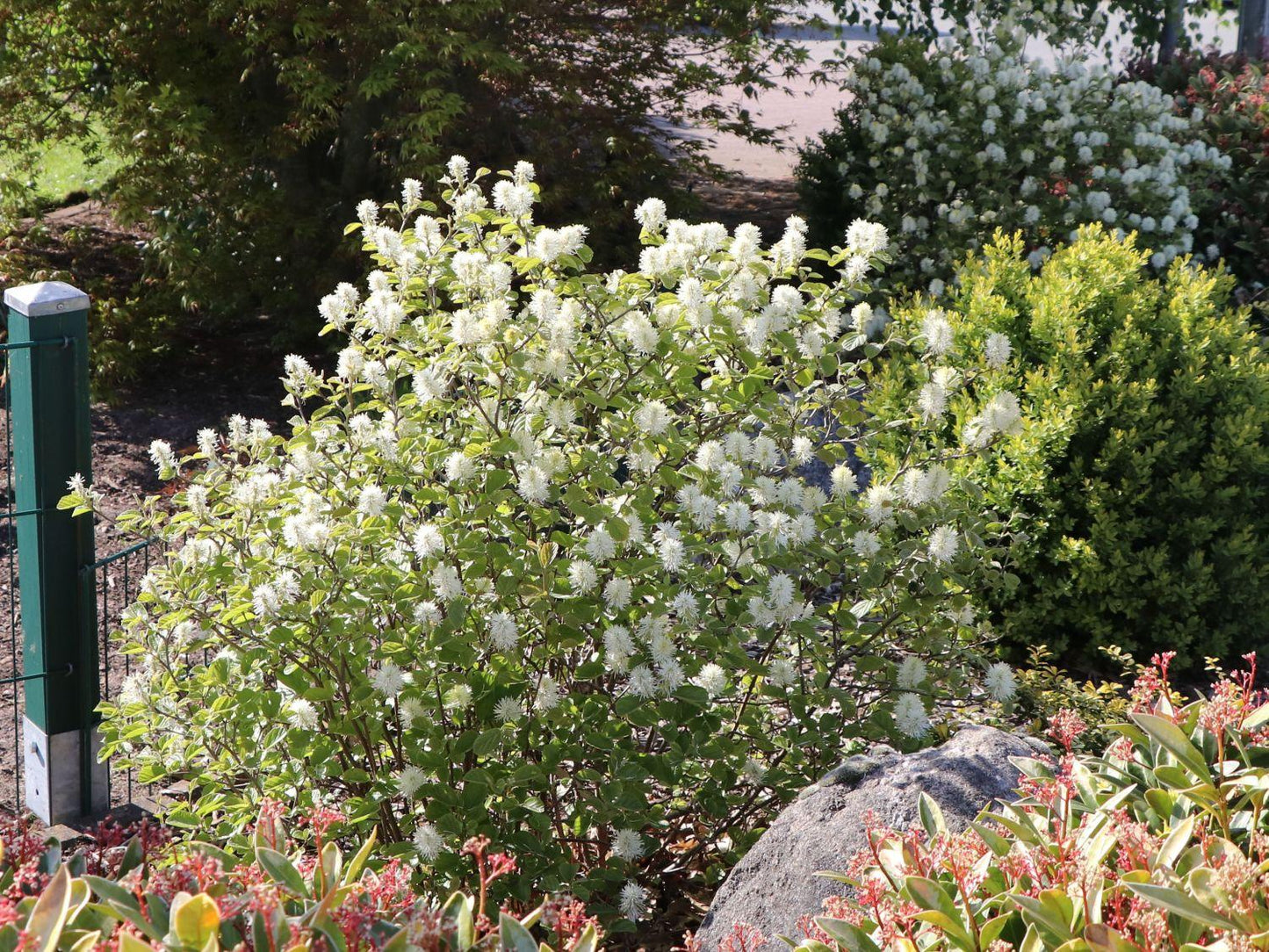 Fothergilla Gardenii Blue Shadow - View 1 from www redcrocus com