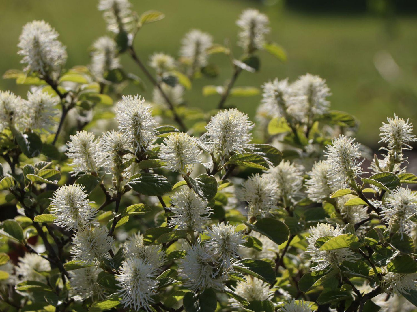 Fothergilla Gardenii Blue Shadow - View 2 from www redcrocus com