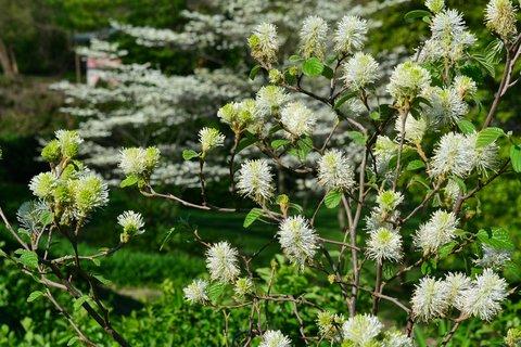 Fothergilla Gardenii Blue Shadow - View 4 from www redcrocus com