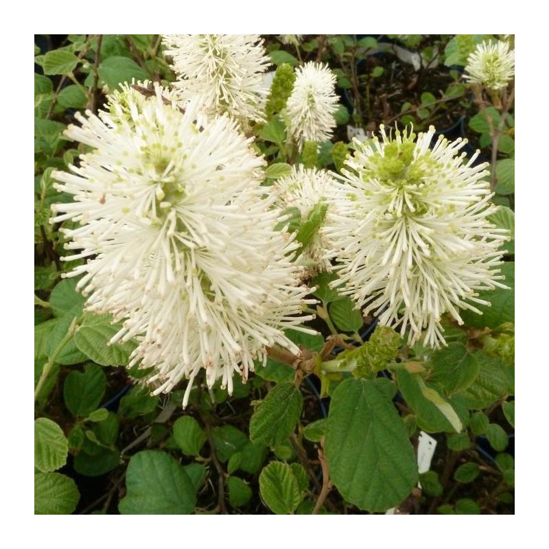 Fothergilla Gardenii Blue Shadow - View 5 from www redcrocus com