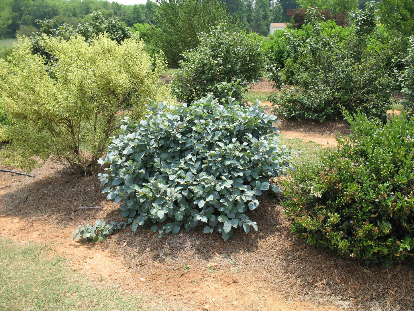 Fothergilla Gardenii Blue Shadow - View 6 from www redcrocus com