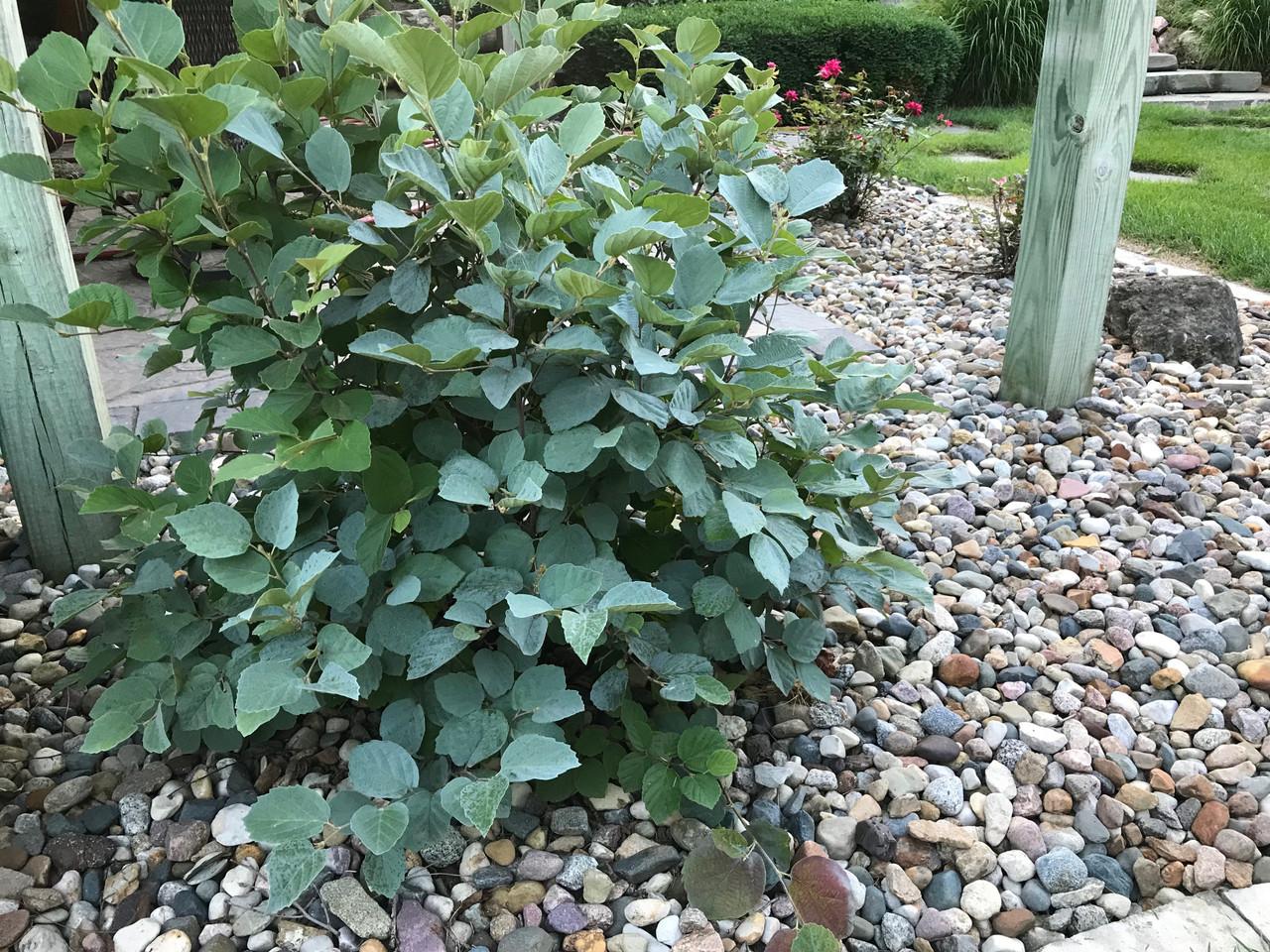 Fothergilla Gardenii Blue Shadow - View 7 from www redcrocus com