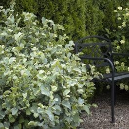 Fothergilla Gardenii Blue Shadow - View 8 from www redcrocus com
