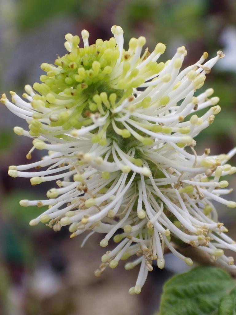 Fothergilla Gardenii Blue Shadow - View 9 from www redcrocus com