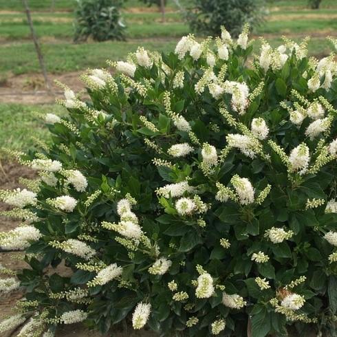 Clethra Alnifolia Sixteen Candles - View 3 from www redcrocus com