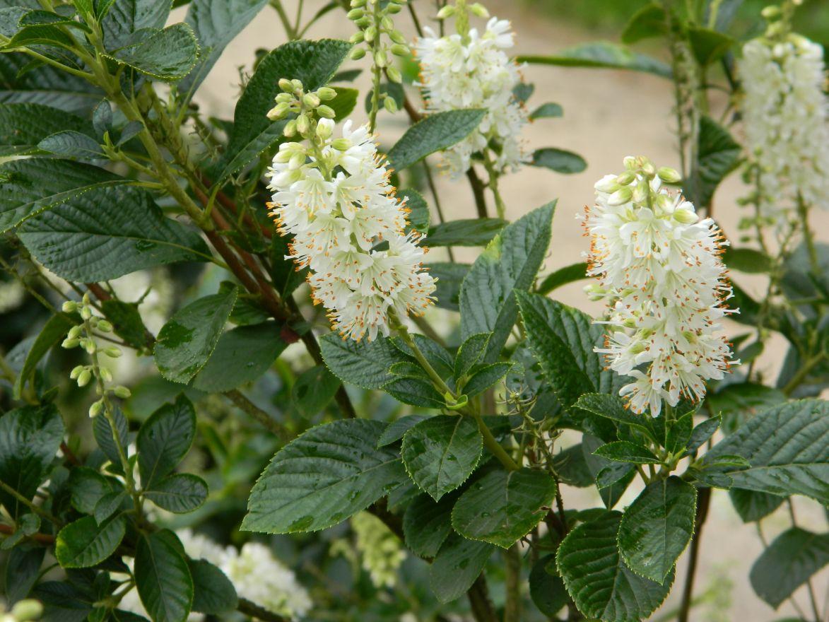 Clethra Alnifolia Sixteen Candles - View 4 from www redcrocus com