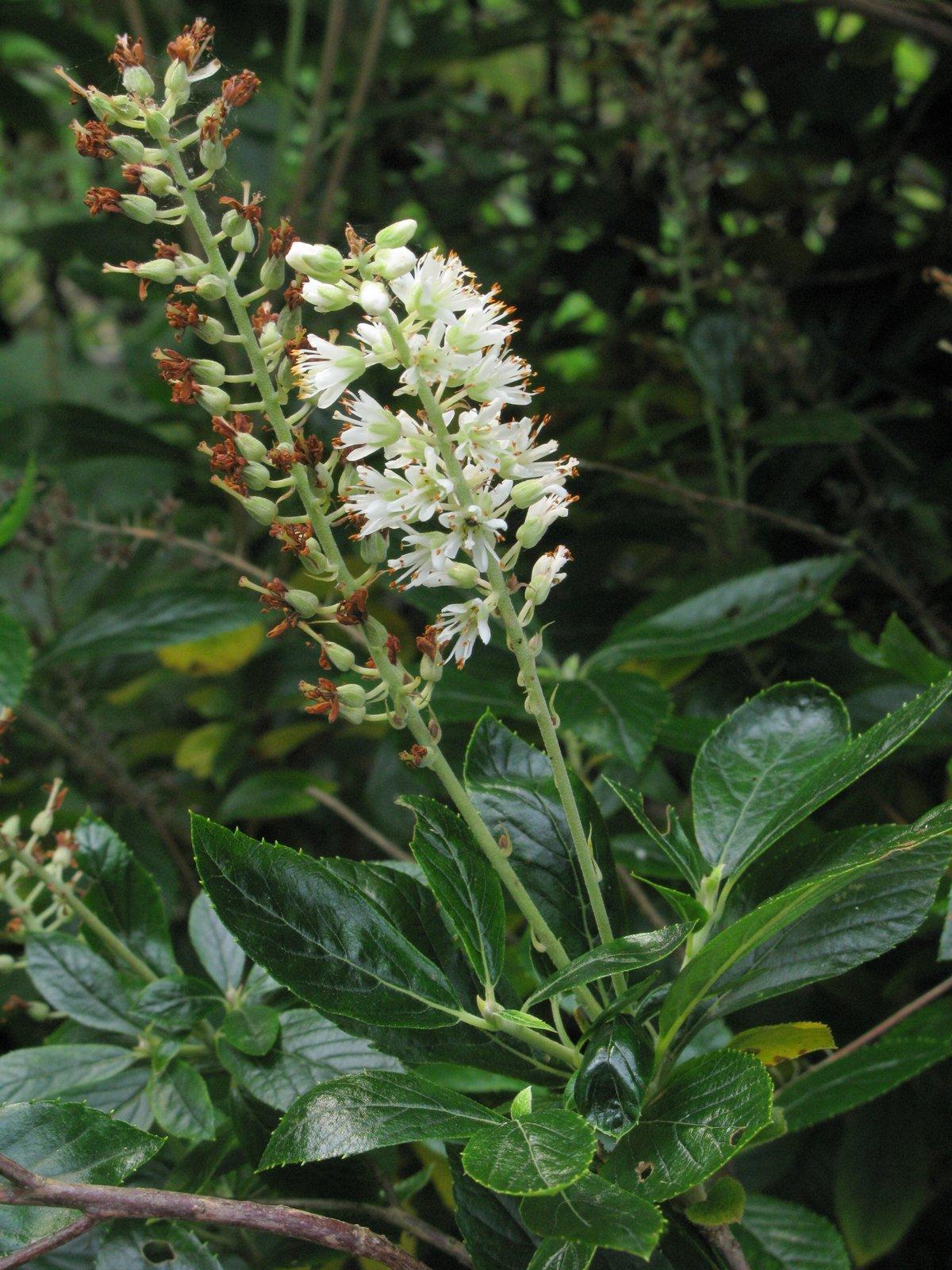Clethra Alnifolia Sixteen Candles - View 5 from www redcrocus com