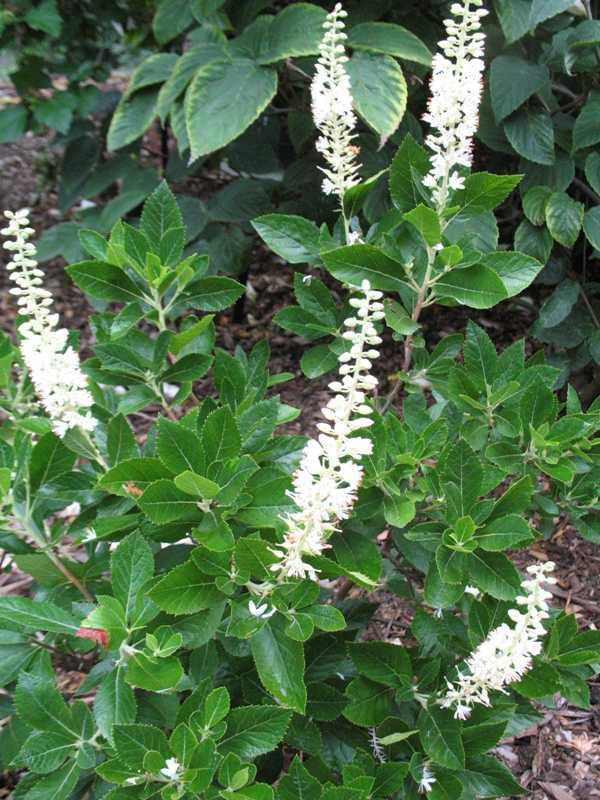 Clethra Alnifolia Sixteen Candles - View 8 from www redcrocus com