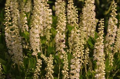 Clethra Alnifolia Sixteen Candles - View 9 from www redcrocus com