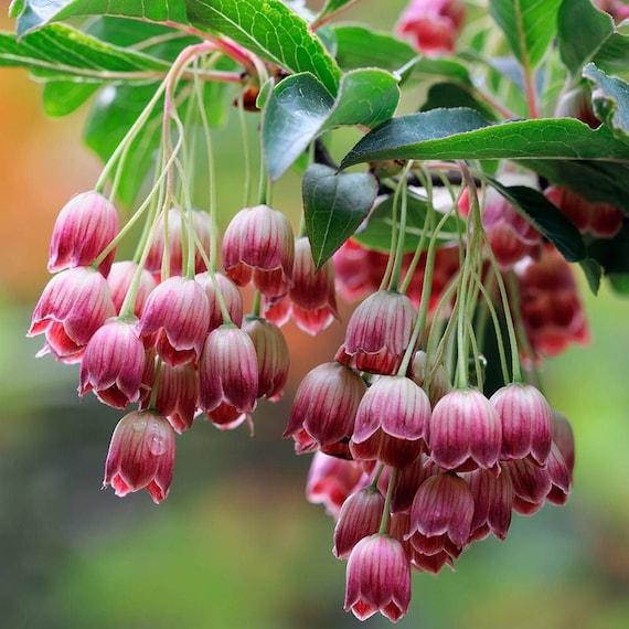 Enkianthus Campanulatus 'showy Lantern' - View 16 from www redcrocus com