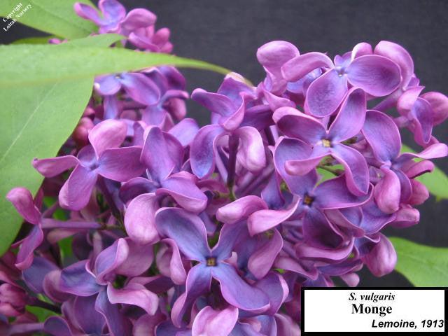 Syringa Vulgaris Monge - View 14 from www redcrocus com