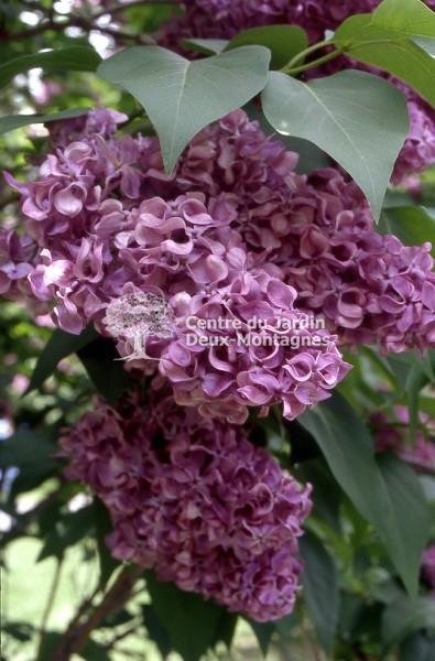 Syringa Vulgaris Monge - View 15 from www redcrocus com