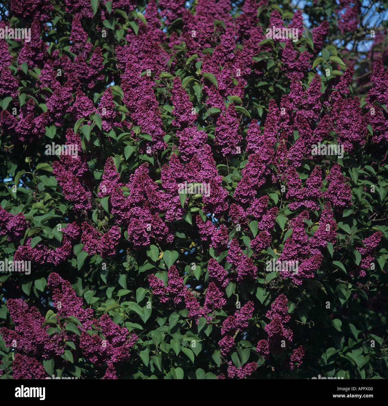 Syringa Vulgaris Monge - View 17 from www redcrocus com