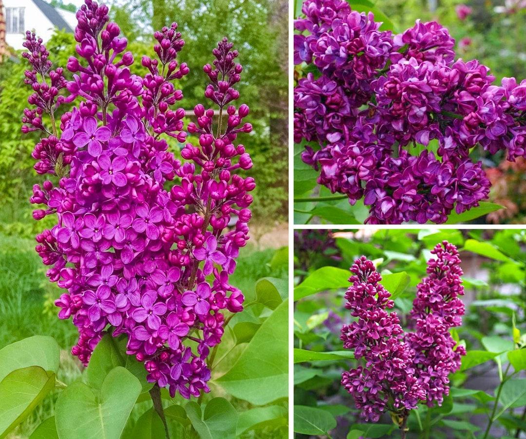 Syringa Vulgaris Monge - View 18 from www redcrocus com