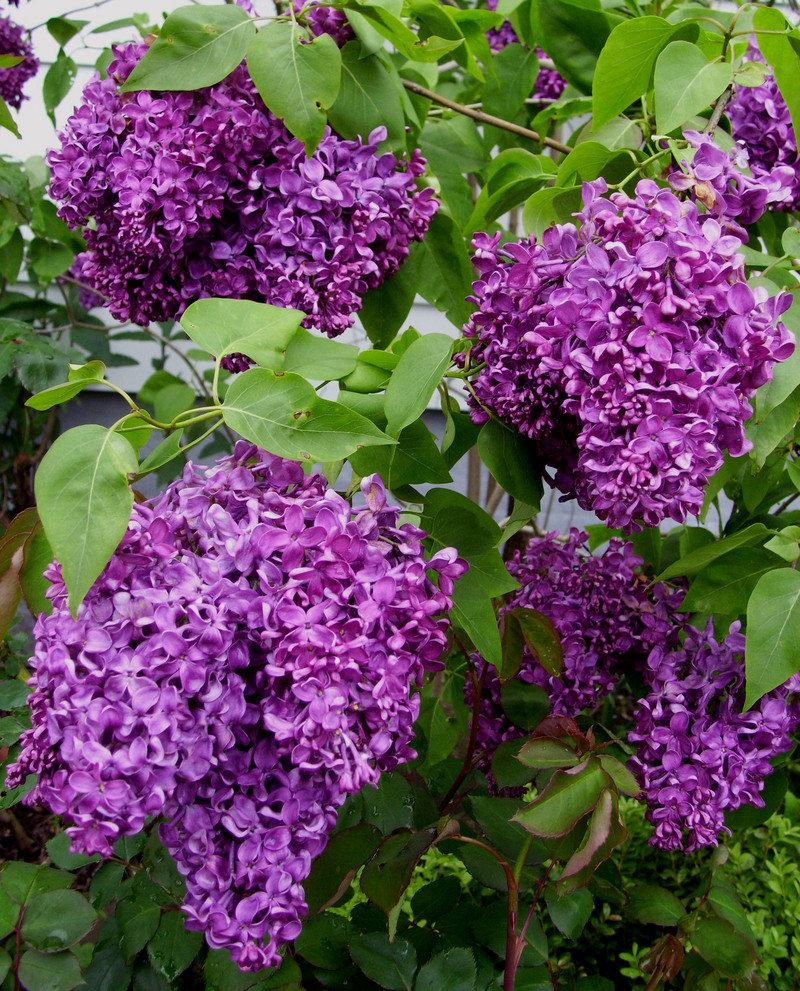 Syringa Vulgaris Monge - View 2 from www redcrocus com