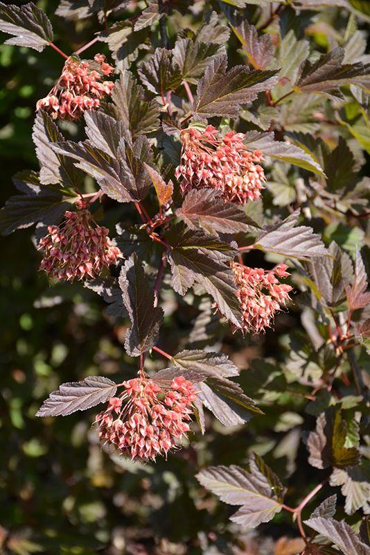 Physocarpus Opulifolius Summer Wine - View 10 from www redcrocus com