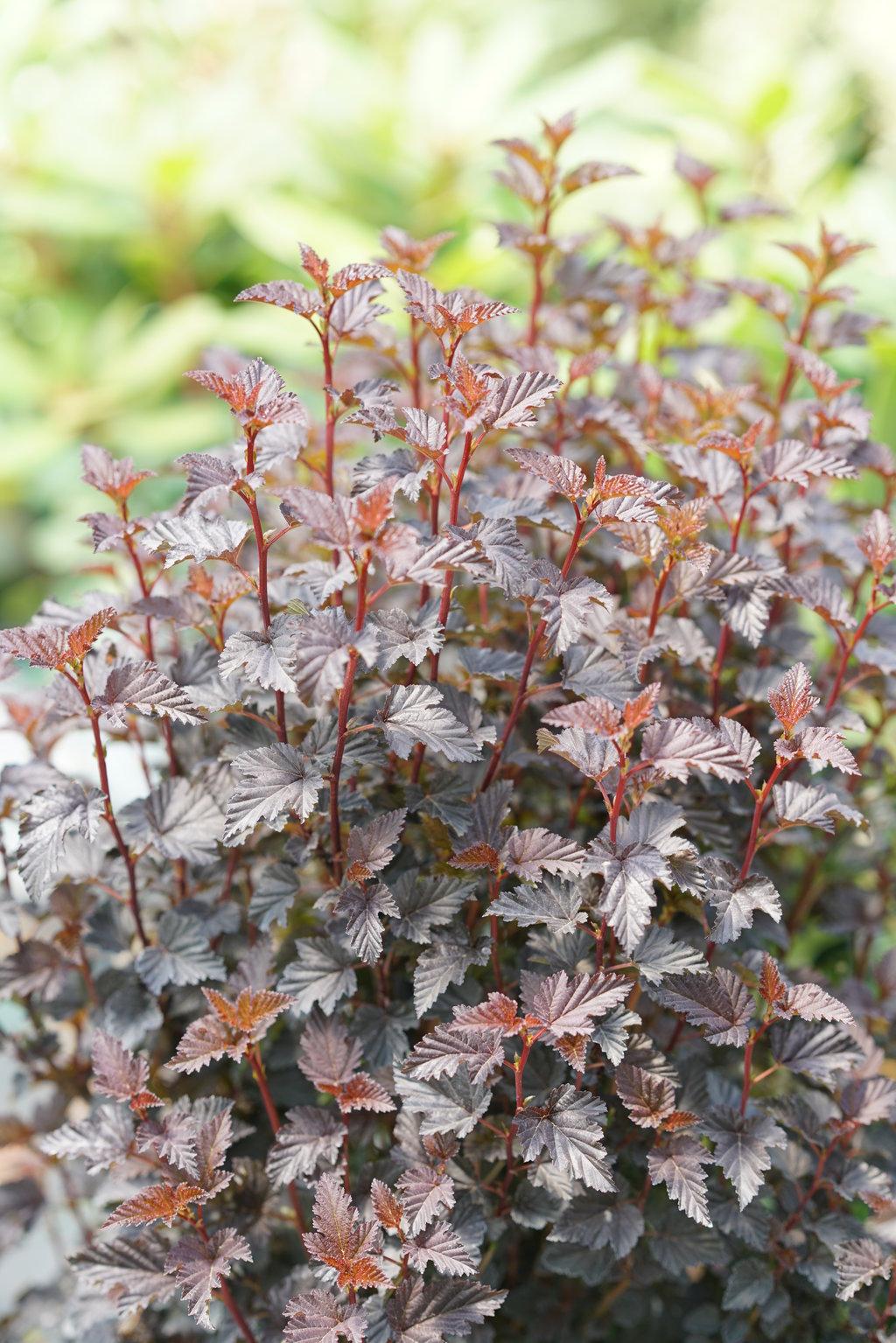 Physocarpus Opulifolius Summer Wine - View 12 from www redcrocus com