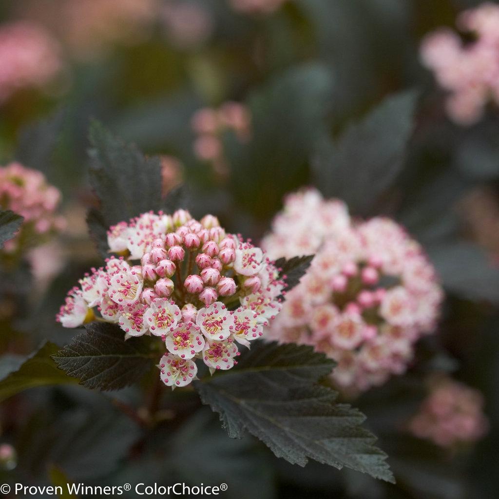 Physocarpus Opulifolius Summer Wine - View 4 from www redcrocus com