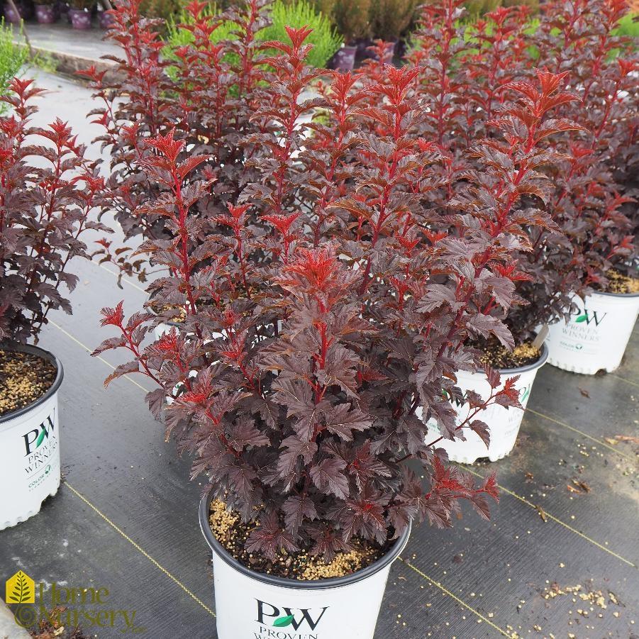 Physocarpus Opulifolius Summer Wine - View 9 from www redcrocus com