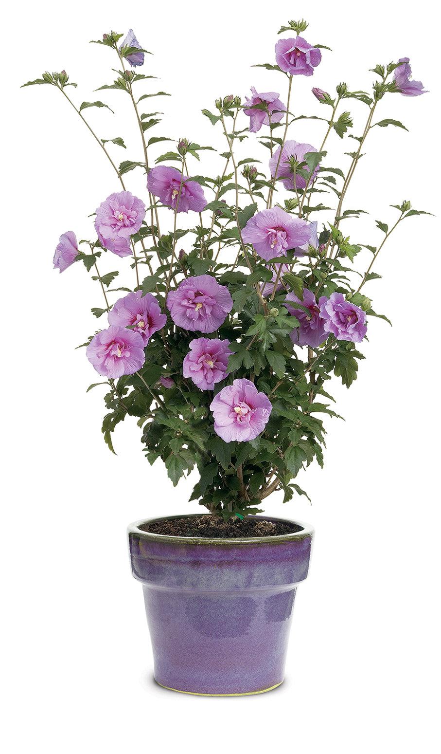 Hibiscus Syriacus 'lavender Chiffon' - View 15 from www redcrocus com