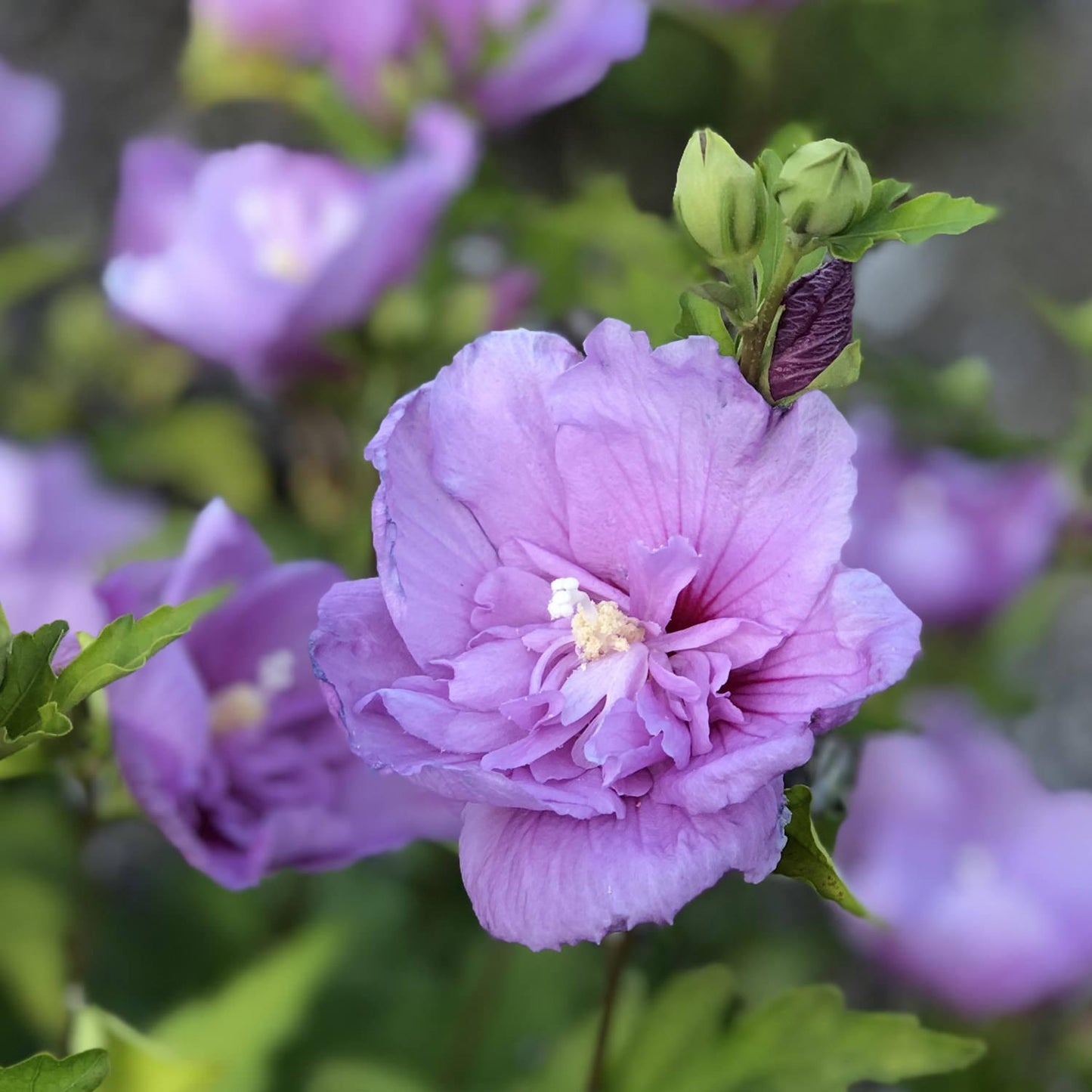 Hibiscus Syriacus 'lavender Chiffon' - View 19 from www redcrocus com