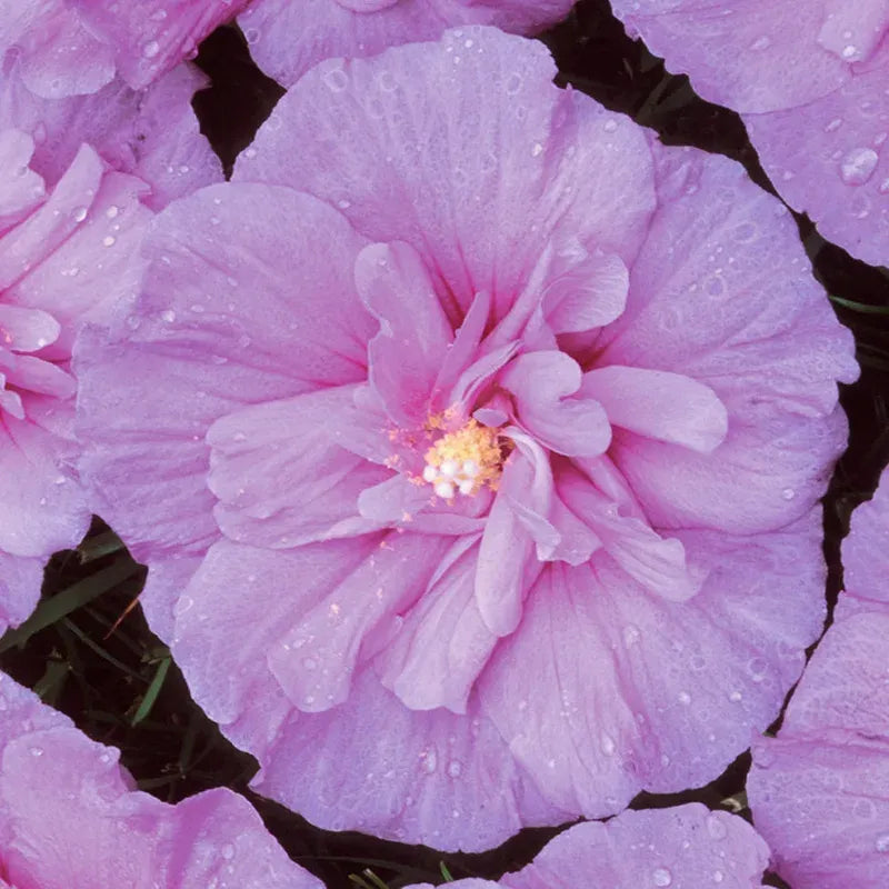 Hibiscus Syriacus 'lavender Chiffon' - View 20 from www redcrocus com