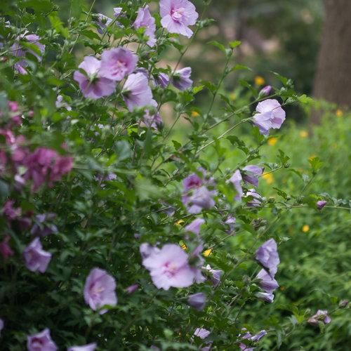 Hibiscus Syriacus 'lavender Chiffon' - View 2 from www redcrocus com