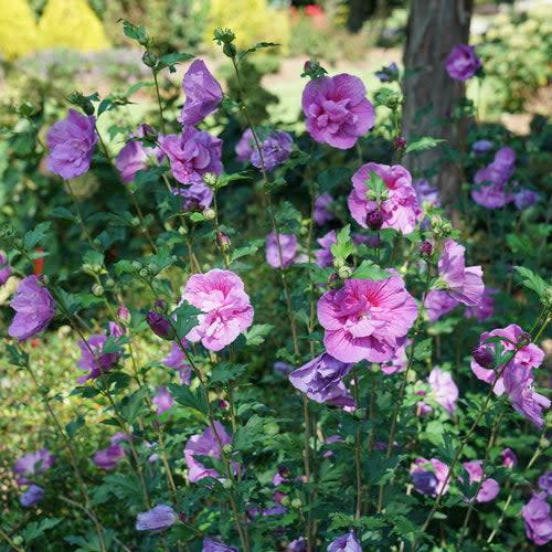 Hibiscus Syriacus 'lavender Chiffon' - View 3 from www redcrocus com
