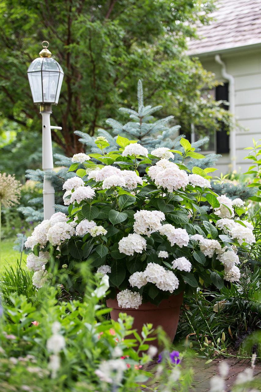 Hydrangea Macrophylla Blushing Bride - View 11 from www redcrocus com