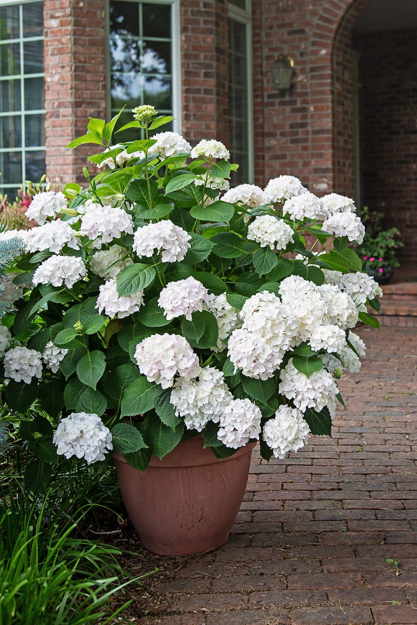 Hydrangea Macrophylla Blushing Bride - View 13 from www redcrocus com