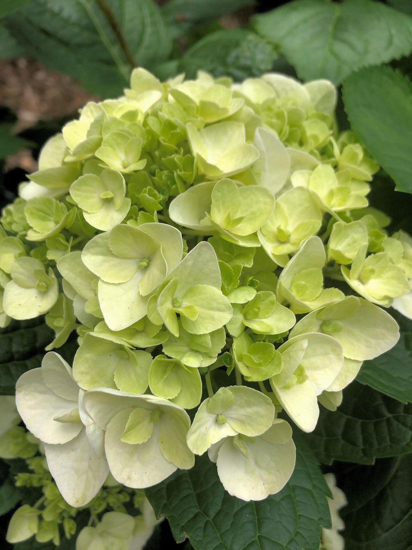 Hydrangea Macrophylla Blushing Bride - View 14 from www redcrocus com