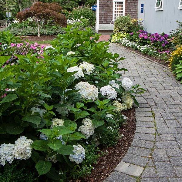 Hydrangea Macrophylla Blushing Bride - View 16 from www redcrocus com
